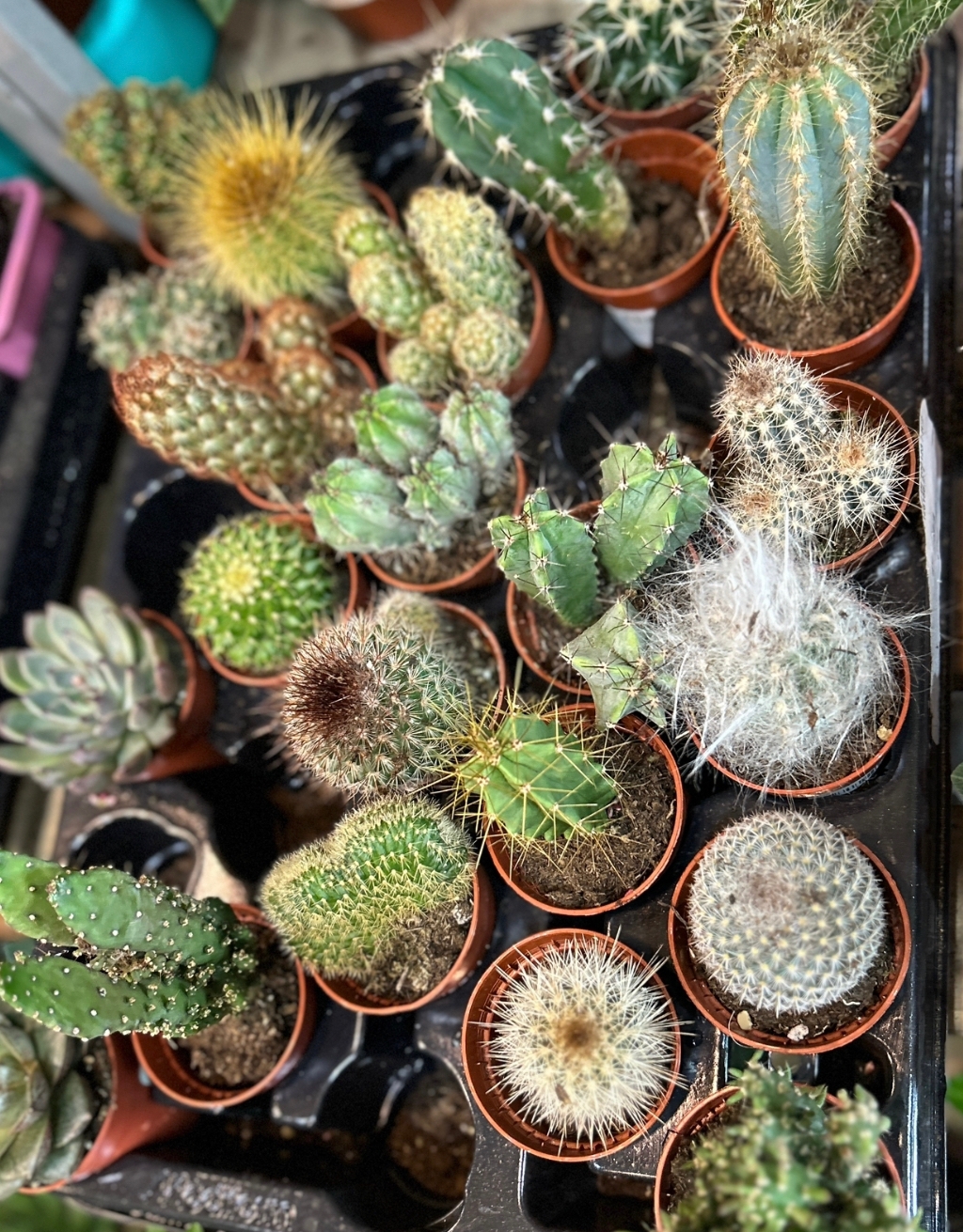 CACTUS MIXED